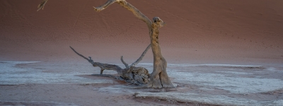 Lonely bird at Sossusvlei desert in Namibia