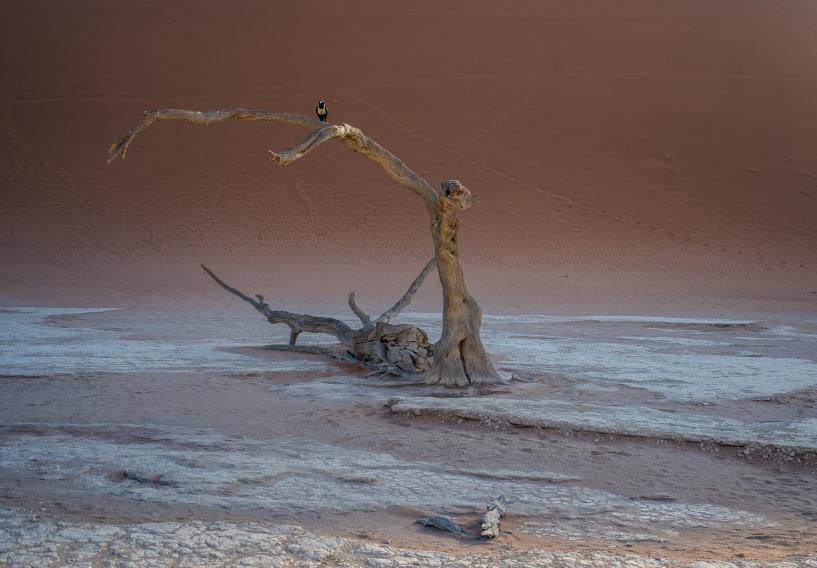 Lonely bird at Sossusvlei desert in Namibia.