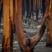 A kangaroo and her joey who survived the forest fires in Mallacoota, Australia