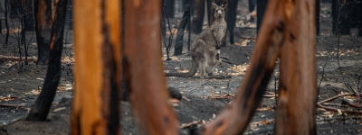 A kangaroo and her joey who survived the forest fires in Mallacoota, Australia